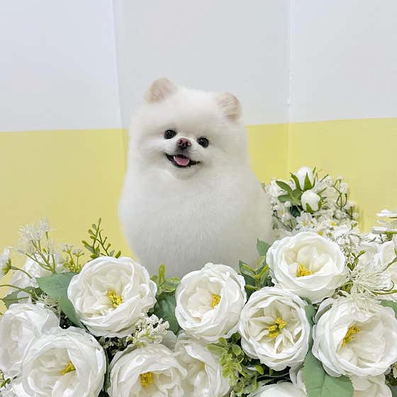 올댓퍼피