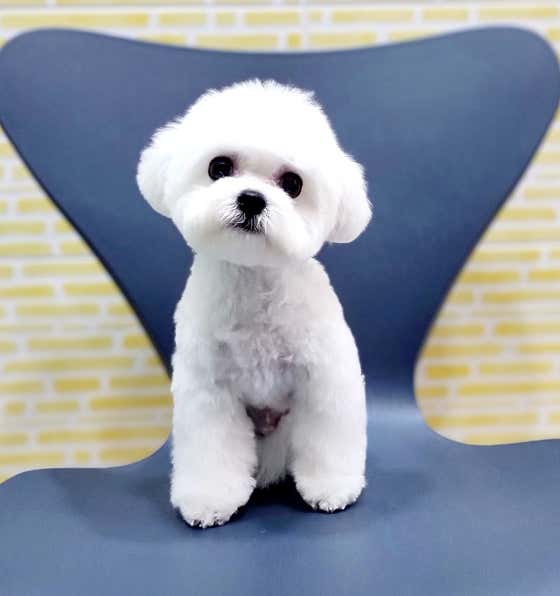 요크독애견샵