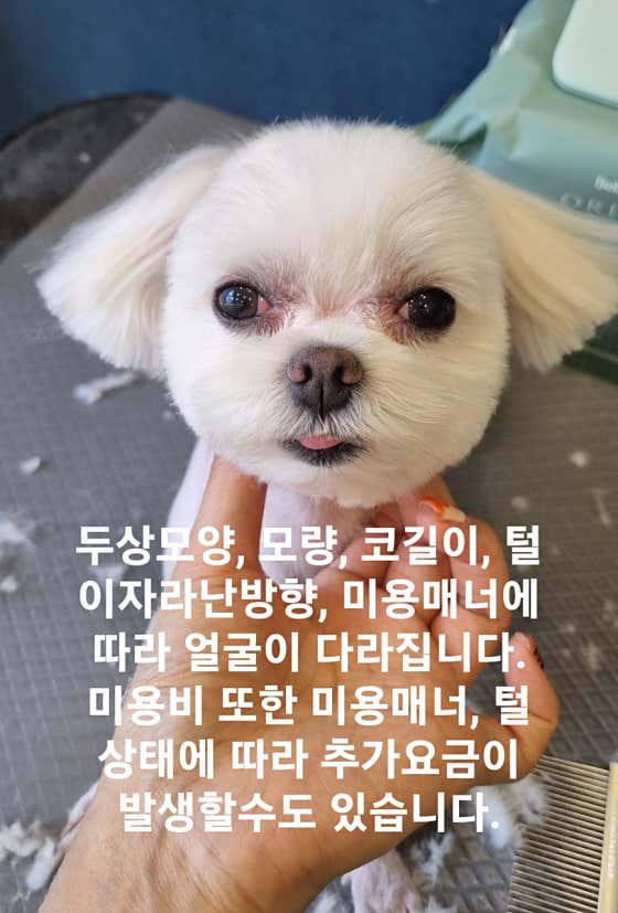 강아지 살롱 · 네이버 지도·플레이스 2
