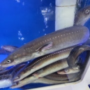 바다장어 메뉴 사진(네이버)