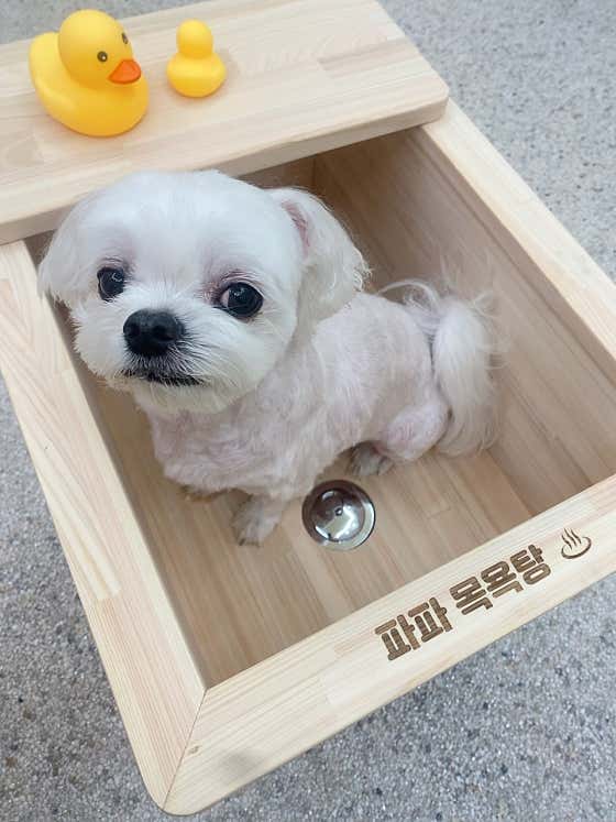 파파펫살롱 · 네이버 지도·플레이스 7