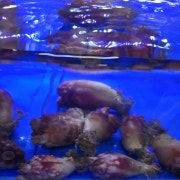 멍게 메뉴 사진(네이버)