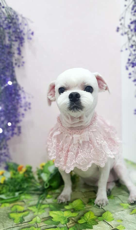 블링블링펫 · 네이버 지도·플레이스 10