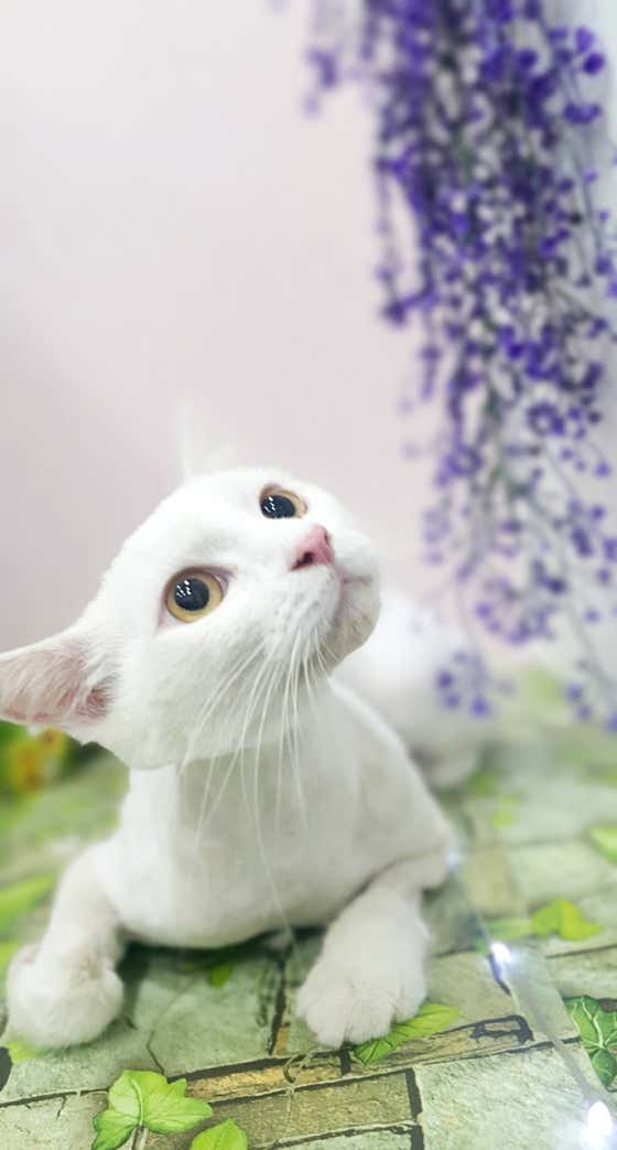 블링블링펫 · 네이버 지도·플레이스 9