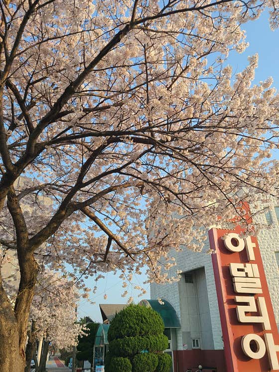 아델리아 · 네이버 지도·플레이스 10