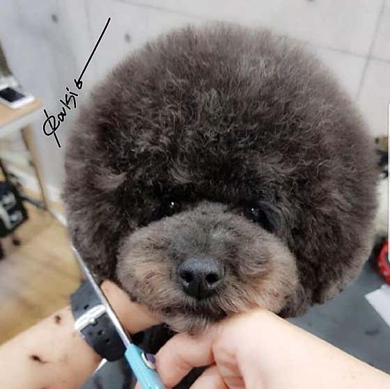 플레이독