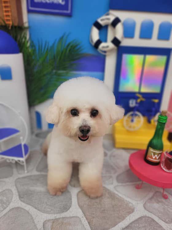 리움댕 다산 강아지미용실 · 네이버 지도·플레이스 3