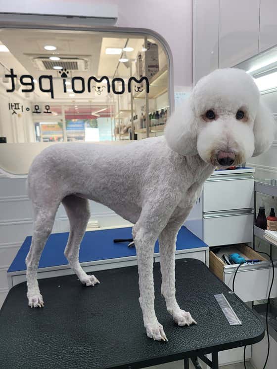 모모이펫 · 네이버 지도·플레이스 5