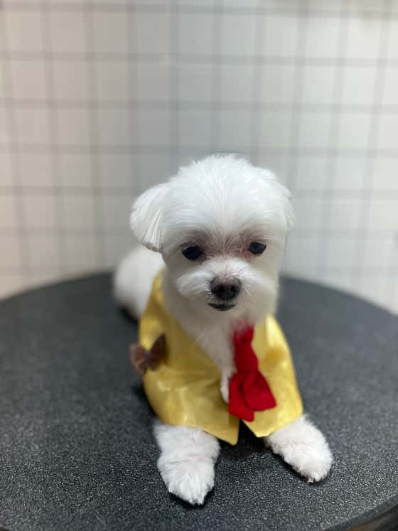 베베펫살롱 · 네이버 지도·플레이스 3