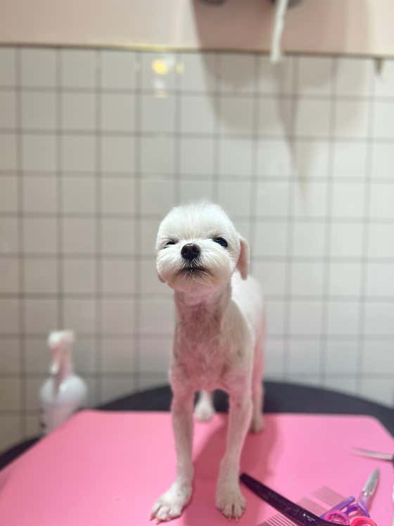베베펫살롱 · 네이버 지도·플레이스 7