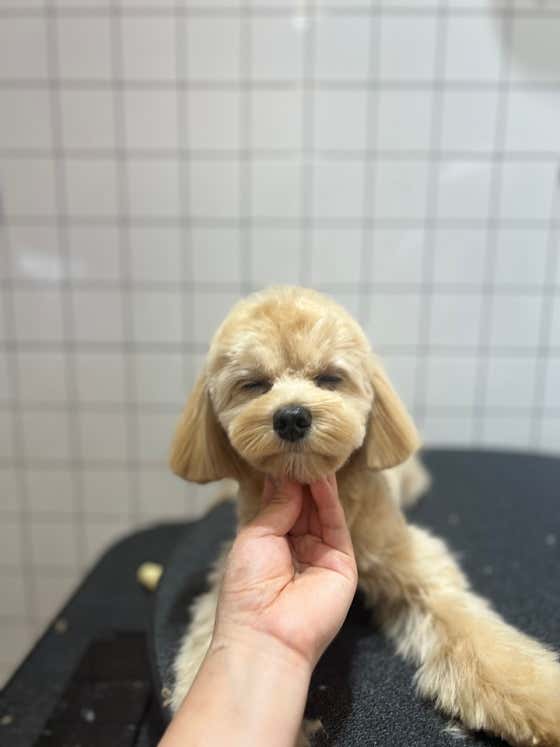 베베펫살롱 · 네이버 지도·플레이스 8