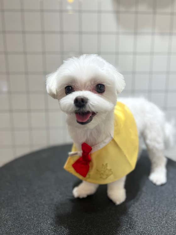 베베펫살롱 · 네이버 지도·플레이스 4
