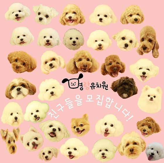 명랑 인천애견유치원 대표이미지