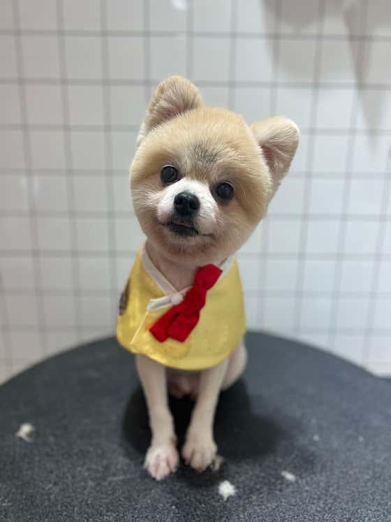 베베펫살롱 · 네이버 지도·플레이스 5