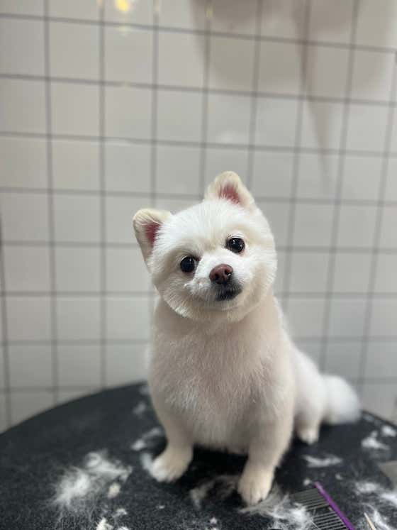 베베펫살롱 · 네이버 지도·플레이스 6