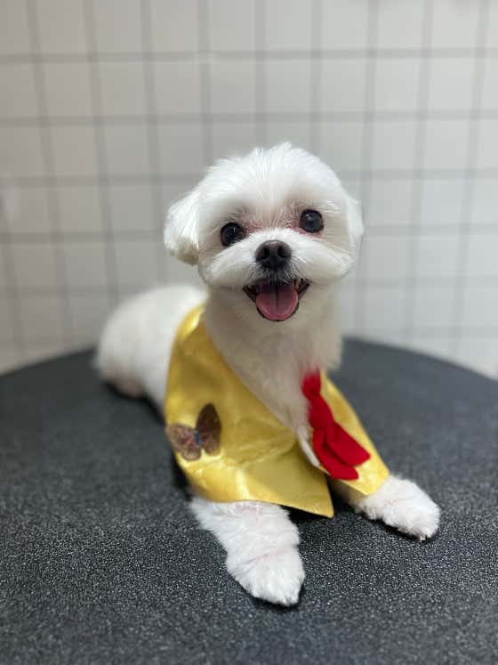 베베펫살롱 · 네이버 지도·플레이스 2