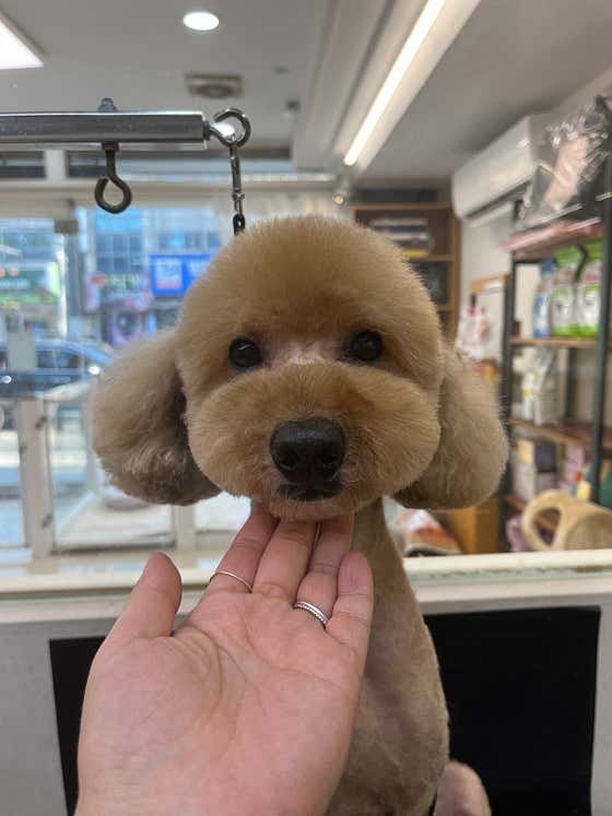 도기도기애견샵 · 네이버 지도·플레이스 4