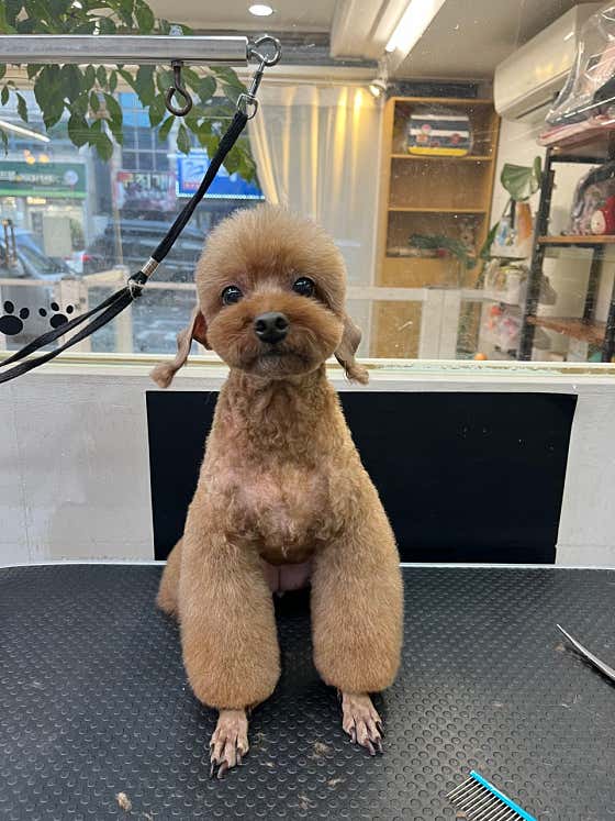 도기도기애견샵 · 네이버 지도·플레이스 2