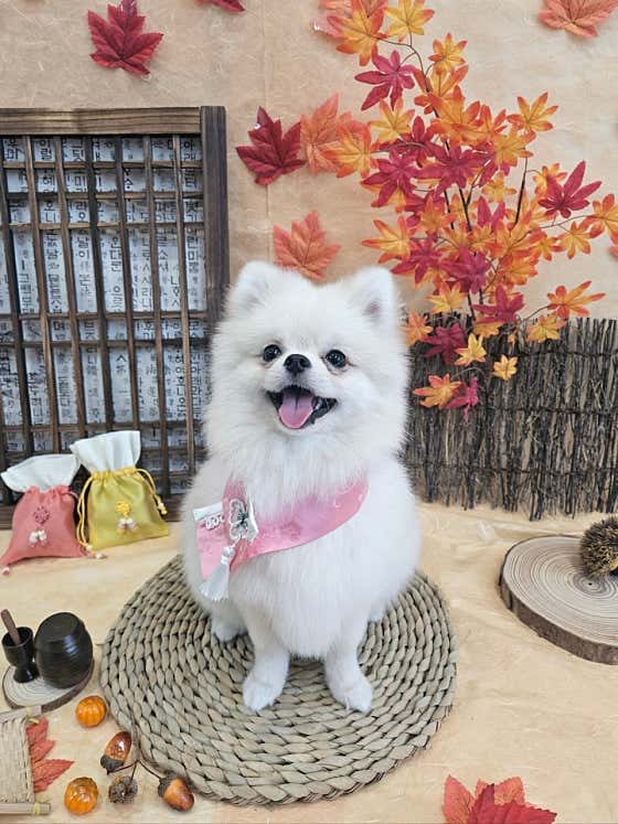 멍멍이미용실 · 네이버 지도·플레이스 6