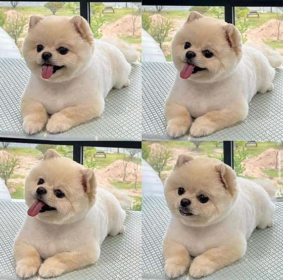 플러피애견미용실 · 네이버 지도·플레이스 4
