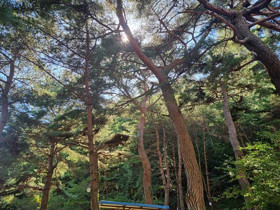 각화산캠핑장 대표이미지