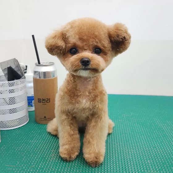 딩굴댕굴 애견미용 송탄점 · 네이버 지도·플레이스 3