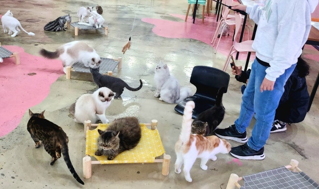 고양이살롱앤카페 대표 사진