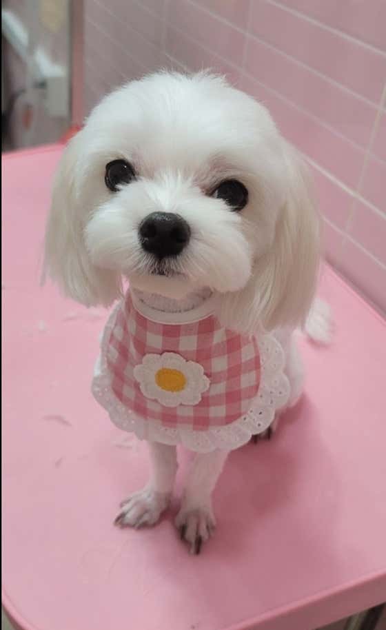 더예쁘개 댕댕샵 · 네이버 지도·플레이스 10