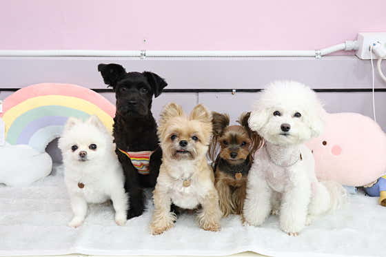 쉼아로마 (완정역) 매장 사진 1