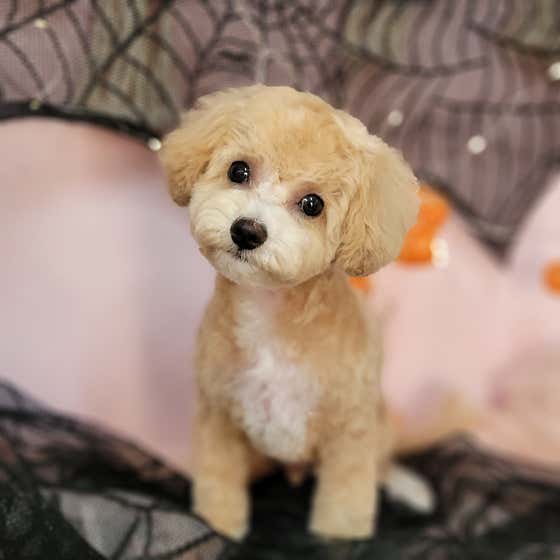 개꿀이발소애견미용실 대표이미지