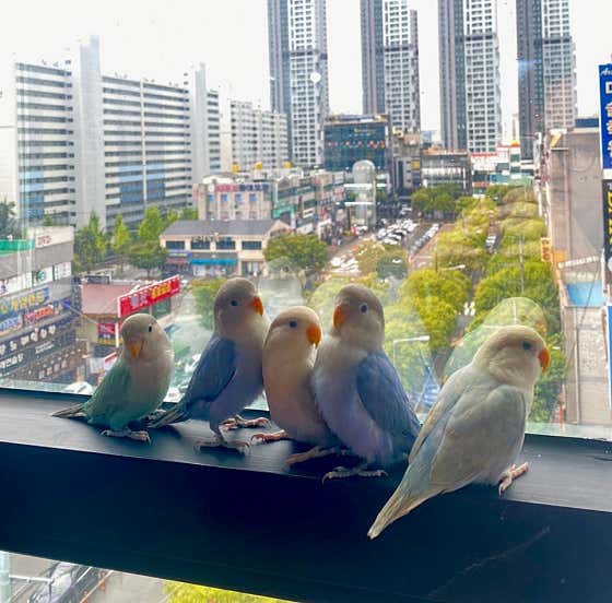 버드소리 대구수성점 · 네이버 지도·플레이스 2