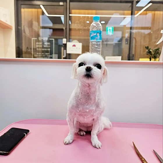 꽃단장하개 · 네이버 지도·플레이스 10