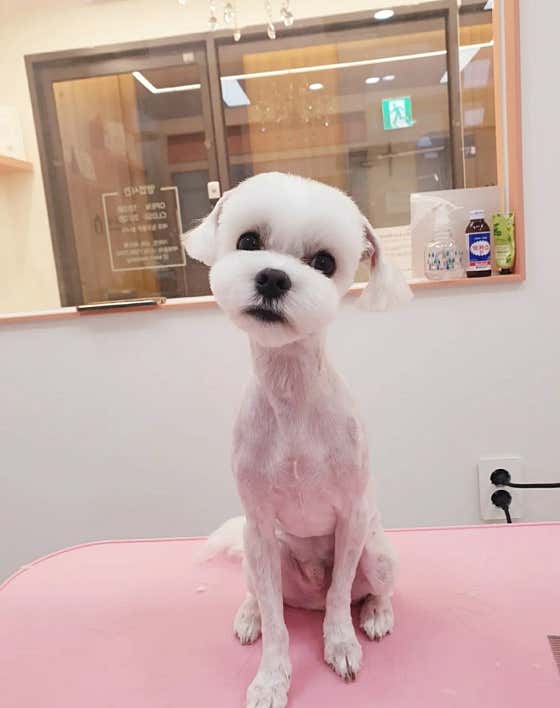 꽃단장하개 · 네이버 지도·플레이스 9