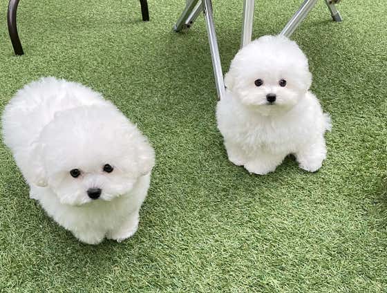 애견호텔몽몽 애견유치원&애견호텔&애견돌봄 · 네이버 지도·플레이스 4