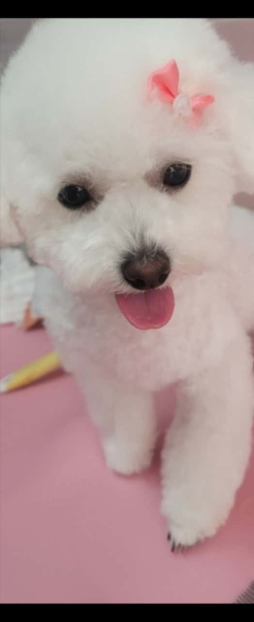 더예쁘개 댕댕샵 · 네이버 지도·플레이스 5