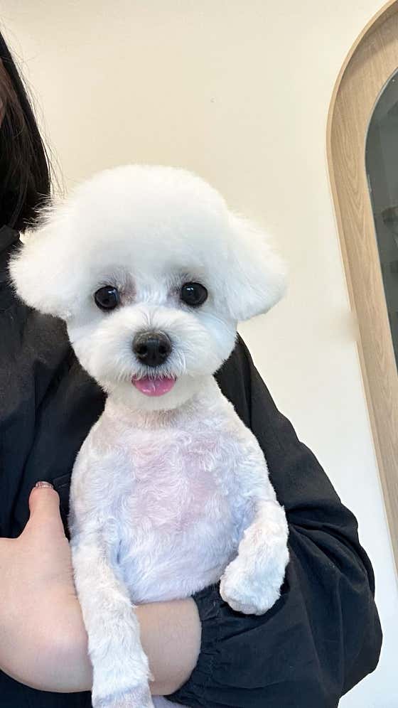 하나이누 · 네이버 지도·플레이스 1