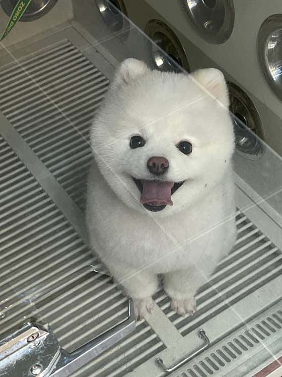 슈가몽