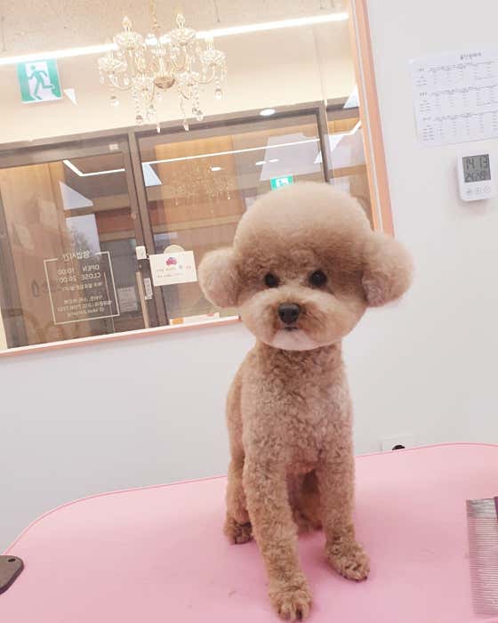 꽃단장하개 · 네이버 지도·플레이스 8