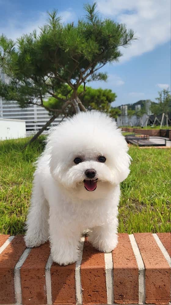 퍼피루시드 · 네이버 지도·플레이스 9