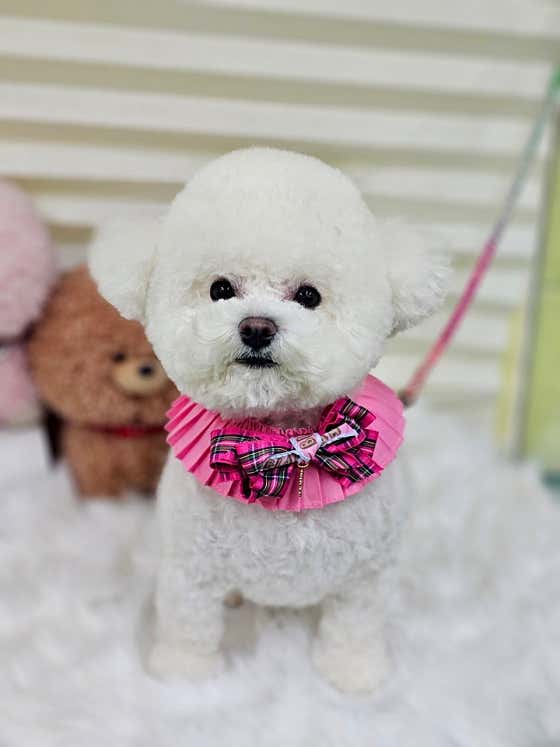 아프리카펫센터 · 네이버 지도·플레이스 6