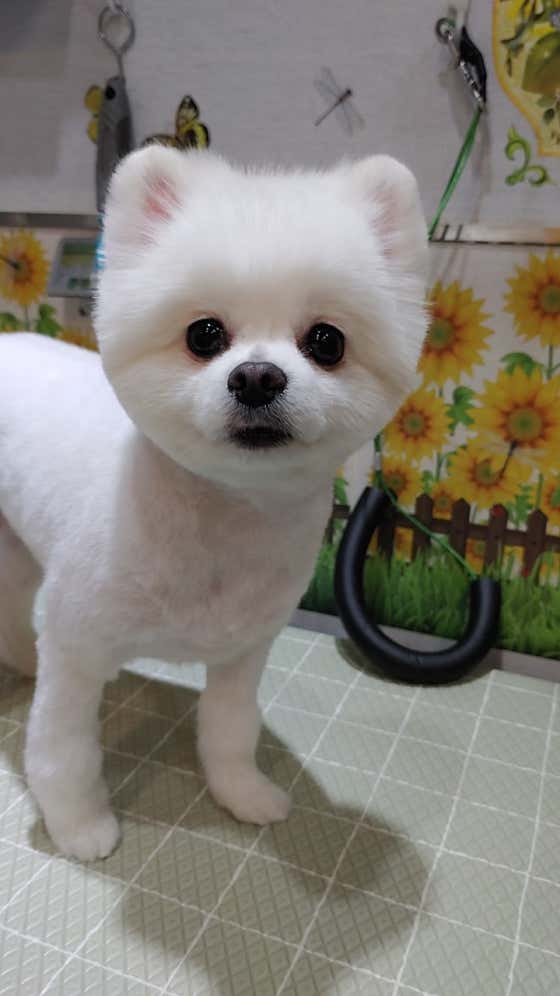 로즈펫살롱 · 네이버 지도·플레이스 4
