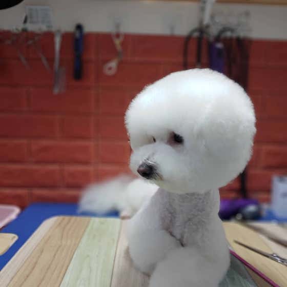 로즈펫살롱 · 네이버 지도·플레이스 9