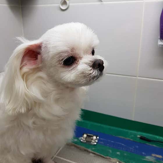 로즈펫살롱 · 네이버 지도·플레이스 8