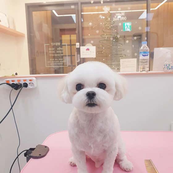꽃단장하개 · 네이버 지도·플레이스 7