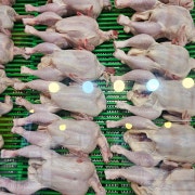 생닭 1마리 메뉴 사진(네이버)