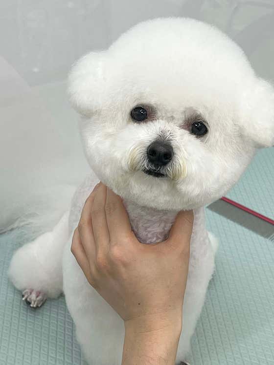 안앤정 애견미용 · 네이버 지도·플레이스 5