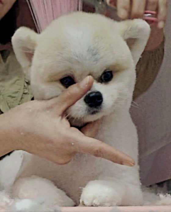 펫살롱 꽃단장 · 네이버 지도·플레이스 4