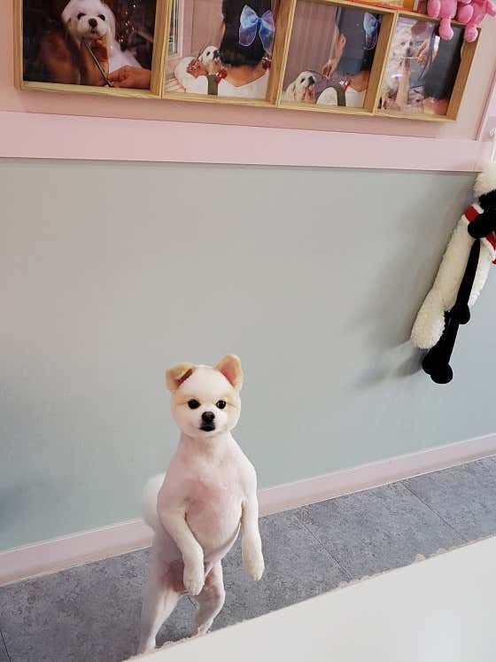 펫살롱 꽃단장 · 네이버 지도·플레이스 6
