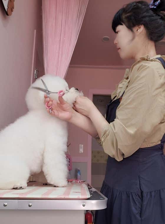 펫살롱 꽃단장 · 네이버 지도·플레이스 10
