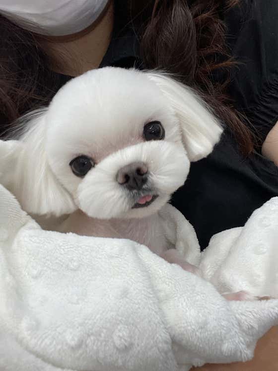 허니댕댕 · 네이버 지도·플레이스 3